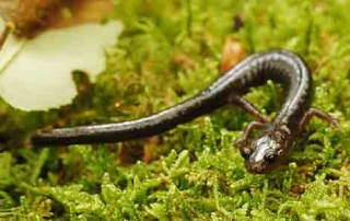 Understanding Pocahontas County's Cheat Mountain Salamander Inspection Requirement