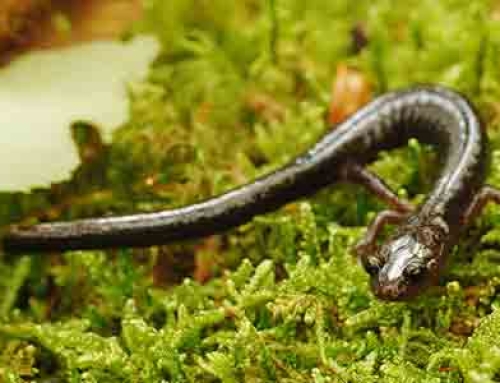 Understanding Pocahontas County’s Cheat Mountain Salamander Inspection Requirement