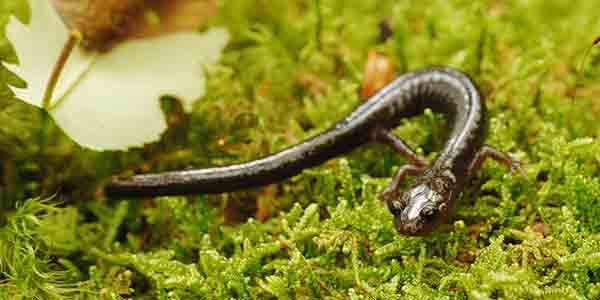 Understanding Pocahontas County's Cheat Mountain Salamander Inspection Requirement